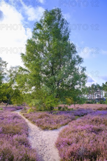 Heath on Wietzer Berg, broom heather blossom, Südheide, Lüneburg Heath, near Faßberg, Lower Saxony,