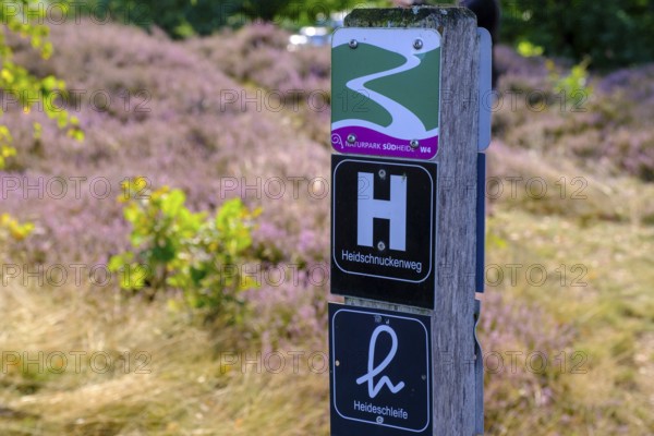Heidschnuckenweg, heath on Wietzer Berg, broom heather blossom, Südheide, Lüneburg Heath, near