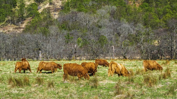 Highland Cattle, Scottish breed of rustic cattle, Highland, Scotland, UK