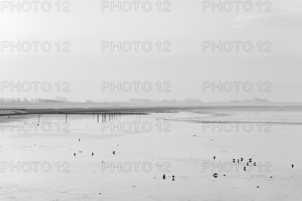 North Sea, cloudy winter day, Wadden Sea at low tide, birds foraging, Norddeich, Lower Saxony,