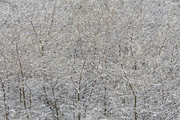 Winter day, onset of winter, snow lies on the bushes in the dune landscape of Norddeich, North Sea,