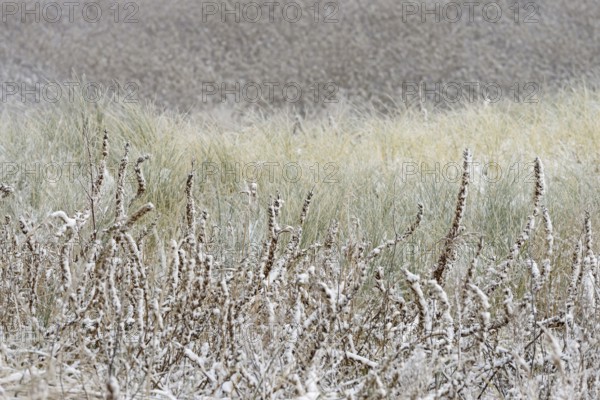 Winter day, onset of winter, snow lies in the dune landscape of Norddeich, North Sea, Lower Saxony,