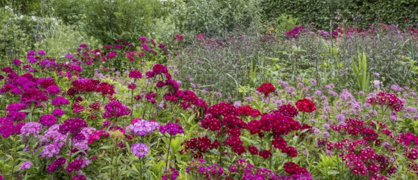 Flower bed with bearded carnations (Dianthus barbatus), North Rhine-Westphalia, Germany