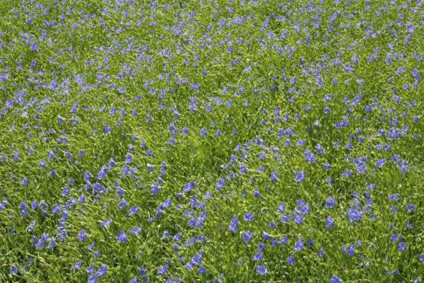 Flax field, blue flax, seed flax, common flax, flax (Linum usitatissimum), Province of Groningen,