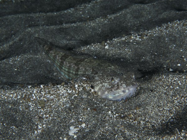 Atlantic lizardfish (Synodus saurus) camouflages itself perfectly against the grey sandy substrate