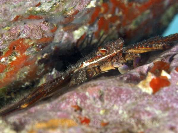 Algae-eating crab (Percnon gibbesi) cleverly hides between colourful rocks in a crevice. Dive site