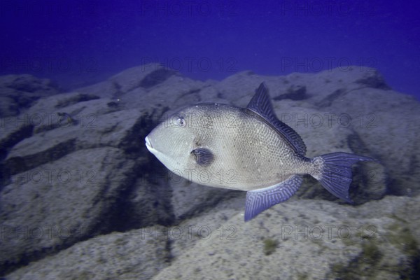 Single Atlantic triggerfish (Balistes capriscus) (Balistes carolinensis) swimming over rocky ground