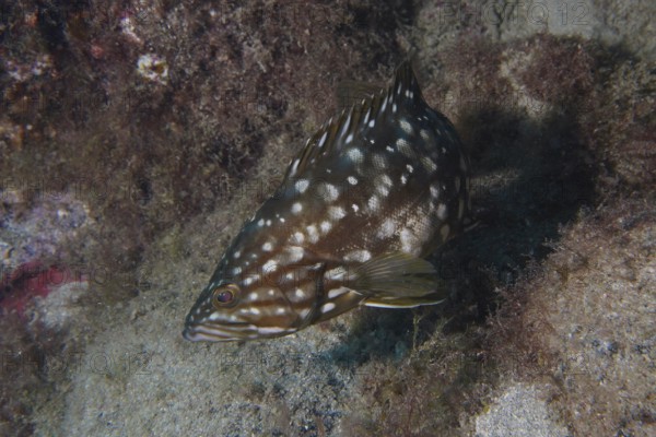 A spotted macaroni grouper (Mycteroperca fusca) swims near a rock on the seabed. Dive site Punta