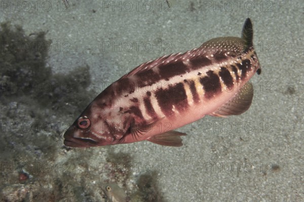 A striped fish, royal sawfish (Serranus atricauda), swims across the sandy seabed. Dive site Las