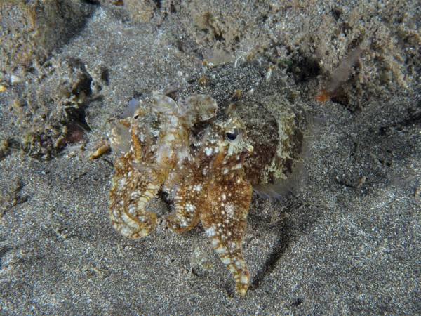 Common cuttlefish (Sepia officinalis) juvenile with sand-like pattern on the seabed. Dive site