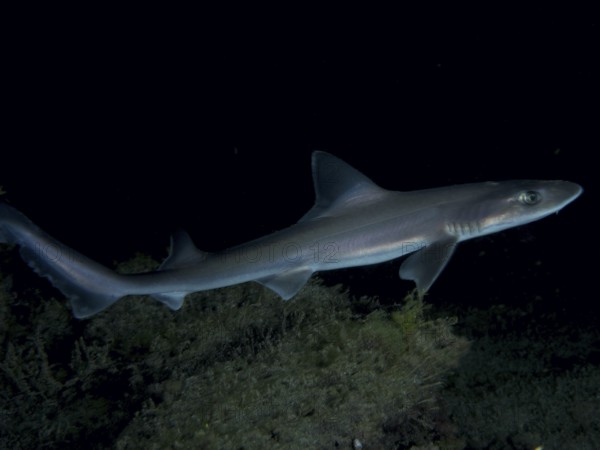 Elegant Common smooth-hound (Mustelus mustelus) swims through dark water at night. Dive site Playa,