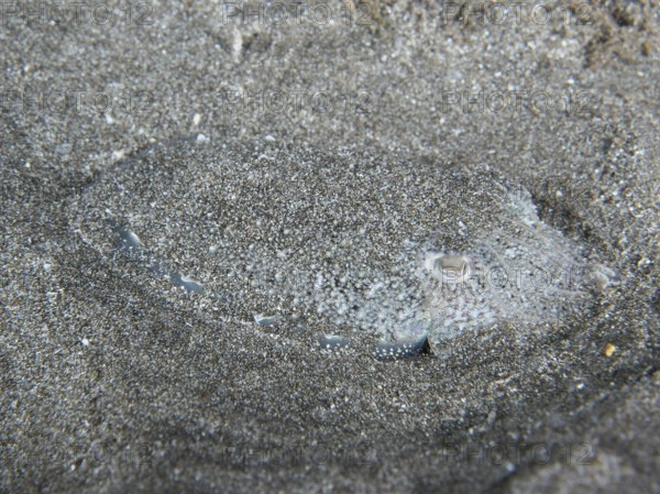 A Common cuttlefish (Sepia officinalis) juvenile, camouflaged in the sand, difficult to recognise