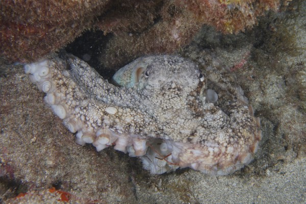 A well-camouflaged octopus, Common Octopus (Octopus vulgaris), lies in a crevice on the seabed.