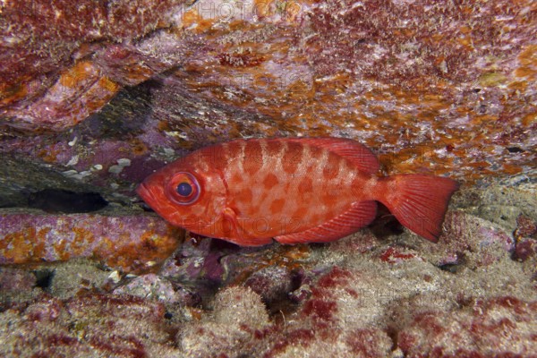 Red patterned bigeye glass eye (Heteropriacanthus cruentatus) in front of coloured rocks. Dive site