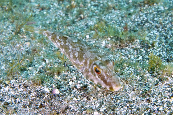 A pearled pufferfish (Sphoeroides spengleri) swims close to the sandy seabed. Dive site Montana