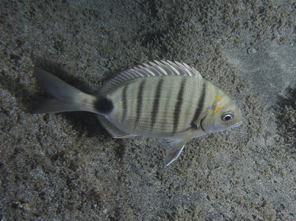 A striped fish, goat bream (Diplodus sargus cadenati), in front of a sandy seabed. Dive site Playa,