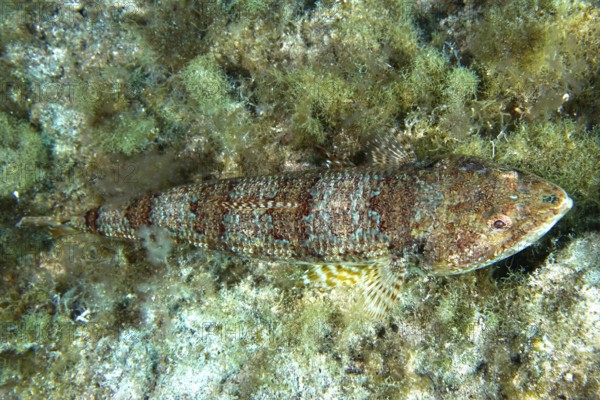 A diamond lizardfish (Synodus synodus), whose colouring is well adapted to its surroundings, rests