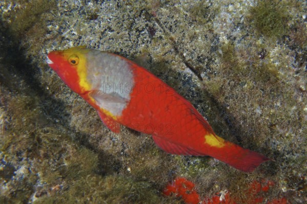 A colourful fish with red and yellow scales, Mediterranean parrotfish (Sparisoma cretense), swims