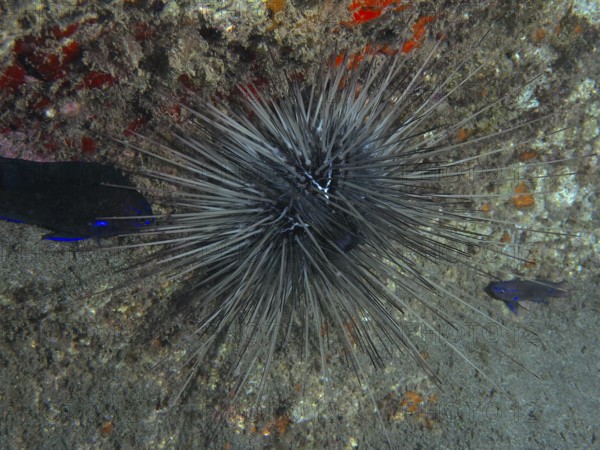 A spiny diademed sea urchin (Diadema antillarum) sits on a reef. Dive site Playa, Los Cristianos,