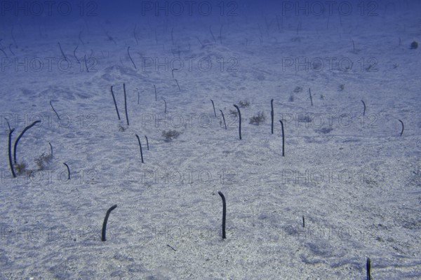 Thin eels, Brown garden eels (Heteroconger longissimus), protrude from the sandy seabed and move
