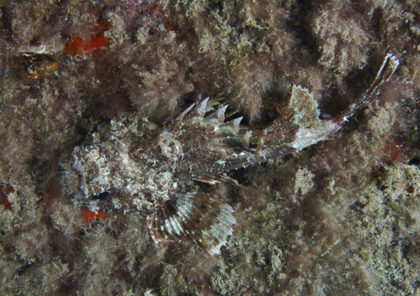 A camouflaged scorpionfish, Black scorpionfish (Scorpaena porcus), lies hidden on the algae-covered