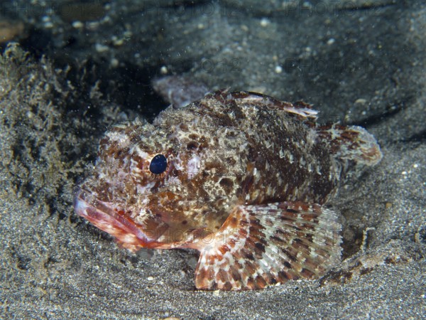 Close-up of a scorpionfish, Black scorpionfish (Scorpaena porcus), on a sandy bottom, well adapted
