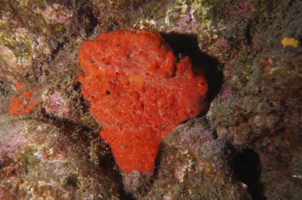 Bright red sea sponge, blood sponge (Batzella inops), grows out of a rock in the colourful