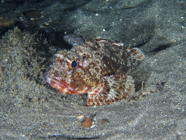 A Black scorpionfish (Scorpaena porcus) lies on the sandy seabed at night. Dive site Playa, Los