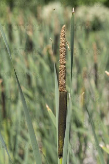 Cattail (Typha) at a pond, aquatic plant and marsh plant, single plant and leaves, North