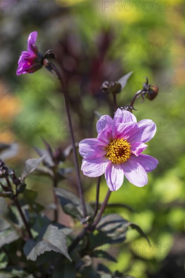 Flowering dahlia (Dahlia) colour pink, two flowers, North Rhine-Westphalia, Germany