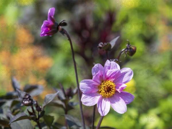 Flowering dahlia (Dahlia) colour pink, two flowers, North Rhine-Westphalia, Germany