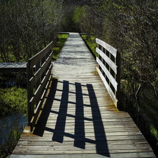 A tranquil wooden boardwalk leads through the park, bordered by lush greenery and trees. Sunlight