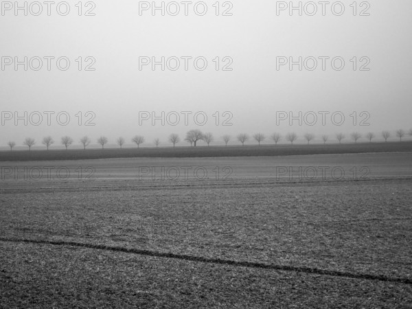 A peaceful winter morning features a thick fog that blankets the landscape, revealing silhouettes