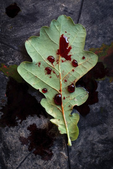 An oak leaf lies on a dark surface, enhanced by striking red droplets that resemble blood. The