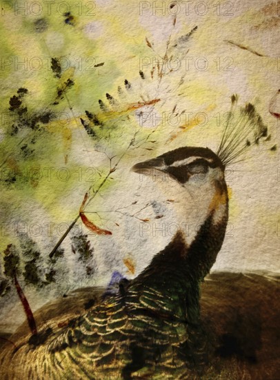 A peacock poses gracefully, highlighting its vibrant plumage and elegant neck against a softly