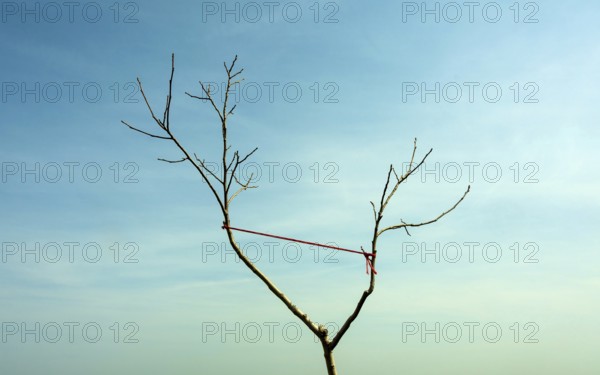 A lone tree with bare branches stands against a bright blue sky. A thin red string is tied to one