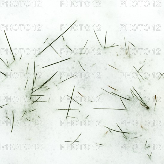 Serene winter landscape showcases scattered pine needles on a soft blanket of freshly fallen snow,