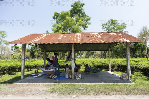 Tea estate workers plucking tea leafs as day care workers taking care of their children at a tea