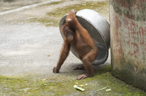 An orangutan uses a large aluminum bowl to shield itself from the sun during a hot summer day