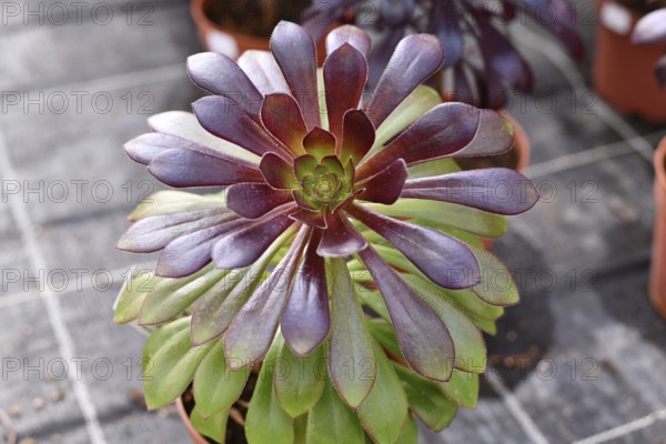 Close up of 'Aeonium Arboreum' succulent with green and dark purple leaves. Decorative
