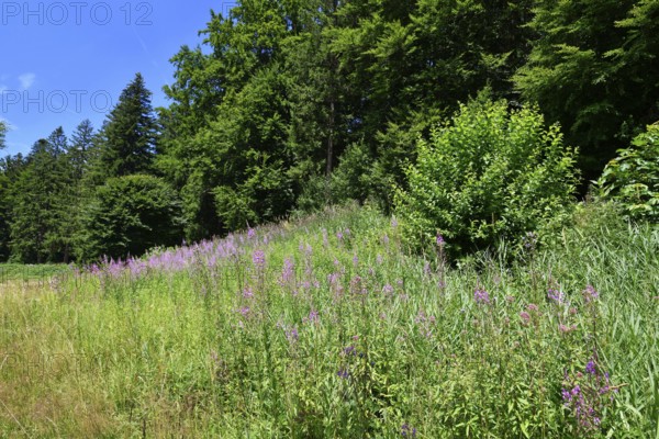 Rosebay Willowherb wildflowers and forest along hiking trail near Schwarzenbach Dam in the Black