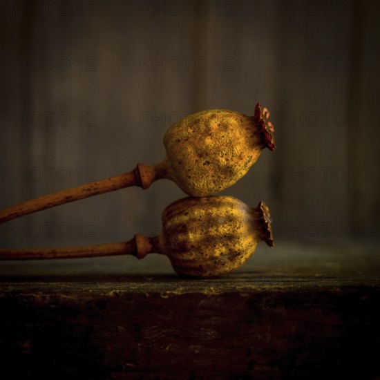 Two dried poppy seed heads are elegantly positioned with their stems intertwined, showcasing their