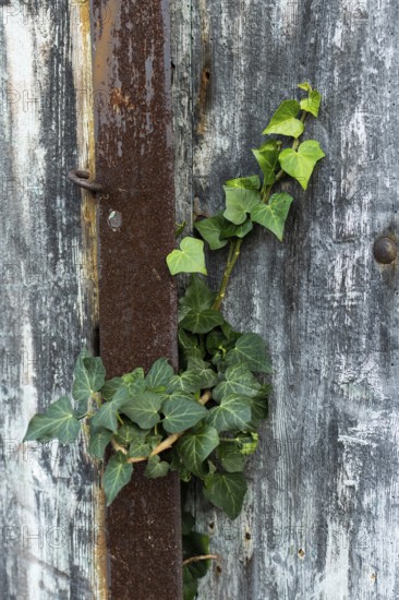 A healthy ivy plant thrives as it climbs through the cracks of weathered wood and rusty metal,