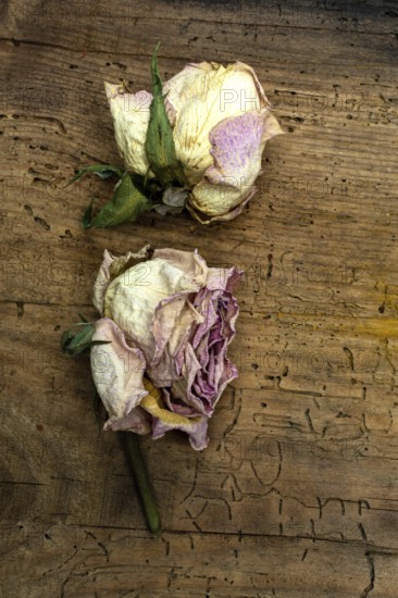 Two dried pink roses rest on a weathered wooden surface, showcasing their delicate petals and hints