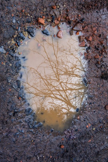 A puddle reflects a bare tree above, surrounded by muddy soil and scattered stones. The scene