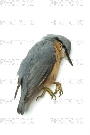 A nuthatch bird is seen resting on a simple white surface, displaying its striking gray and orange