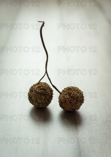 Two small, round dried pods are connected by a thin string. They lie on a light-colored, textured