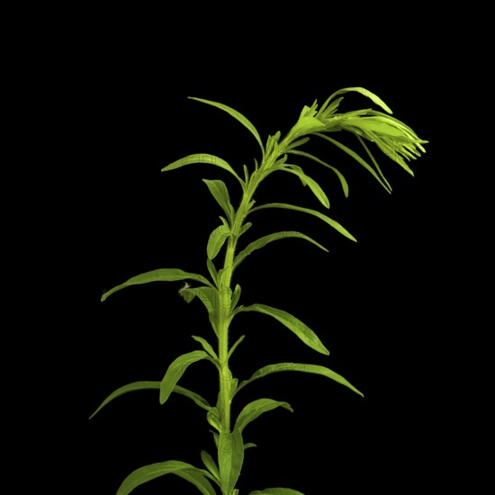 The vibrant green plant showcases its tall stem and delicate, elongated leaves against a dark