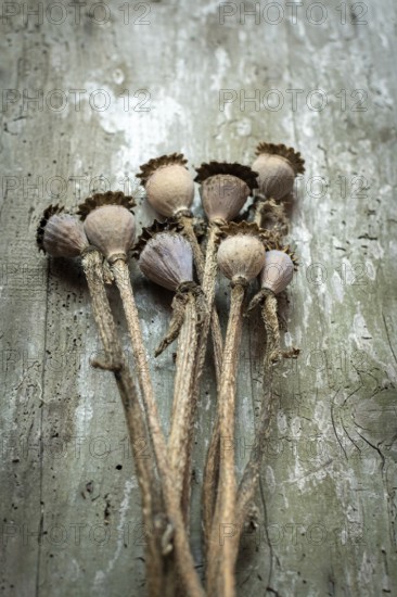 Dried poppy seed heads are arranged in a delicate cluster on a weathered wooden surface,