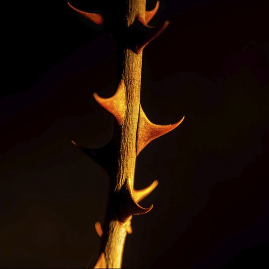 This close-up shot captures a thorny plant with striking detail, showcasing the unique shapes and